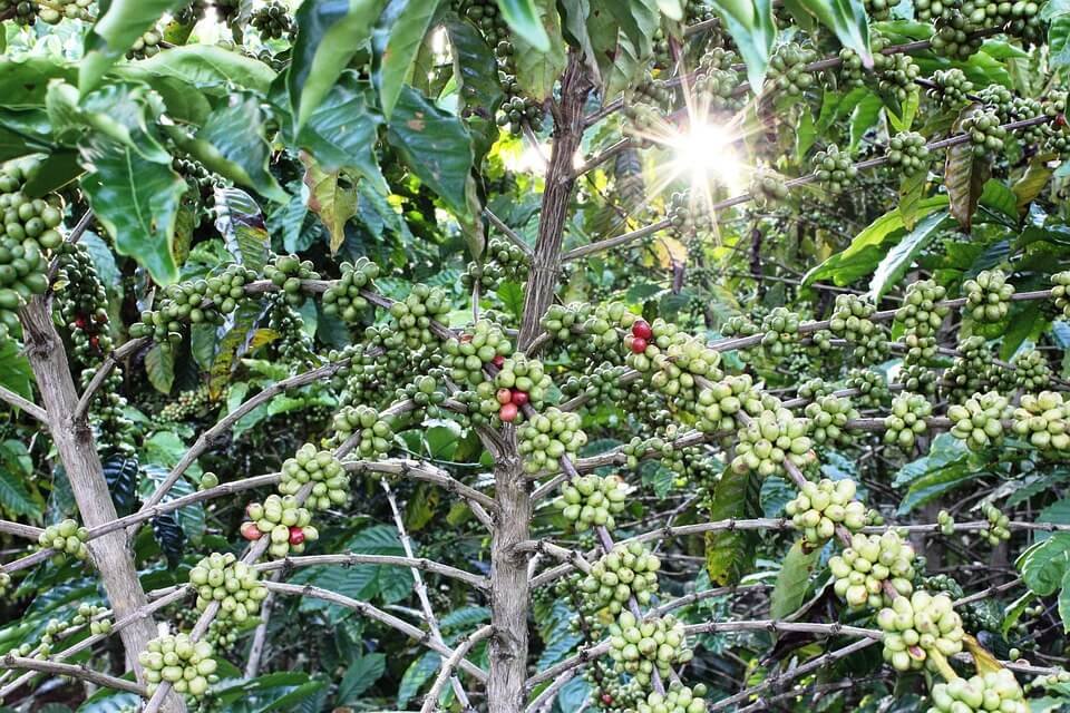 Sumatra Coffee Plantation