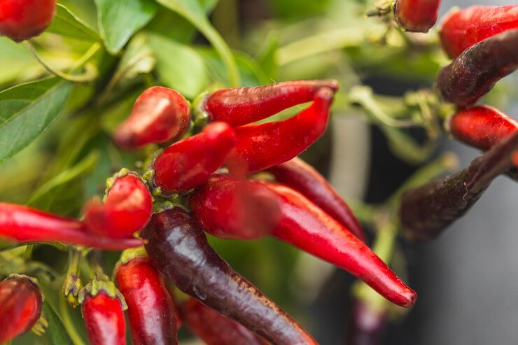 Tips How to Plant Chili Peppers