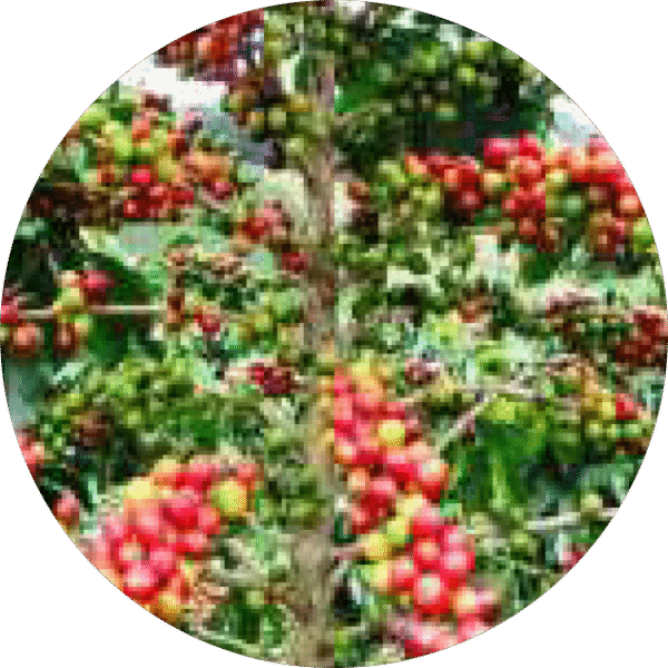 Fnb Supply Chain Fnb Tech