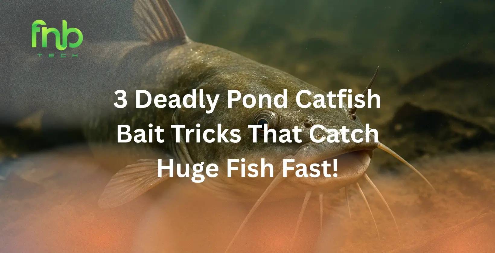 Pond Catfish Bait