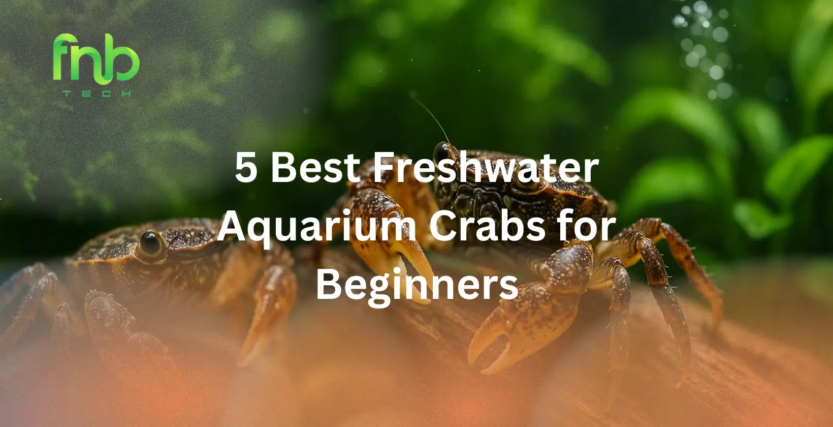 Best Freshwater Aquarium Crabs