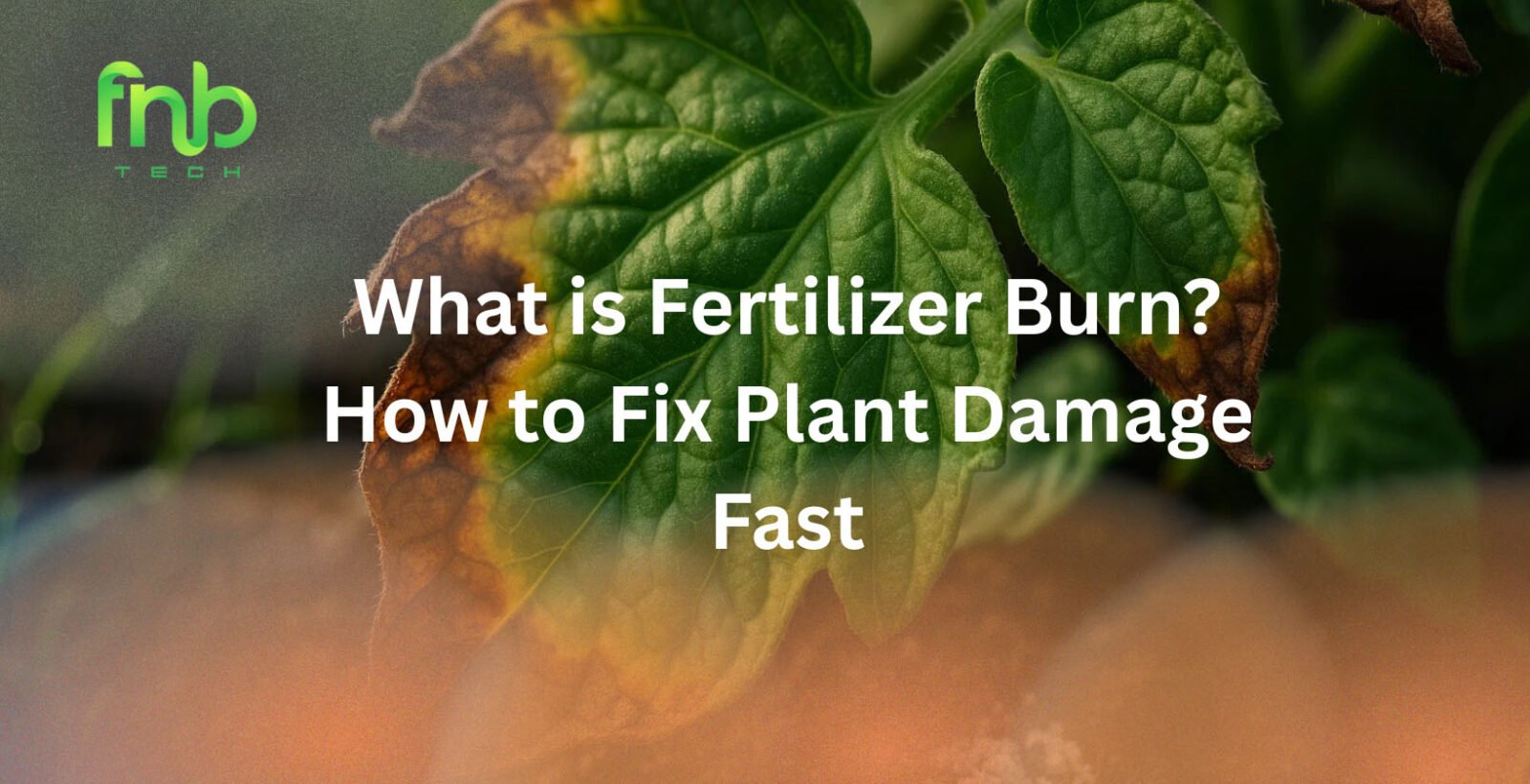 Fertilizer Burn