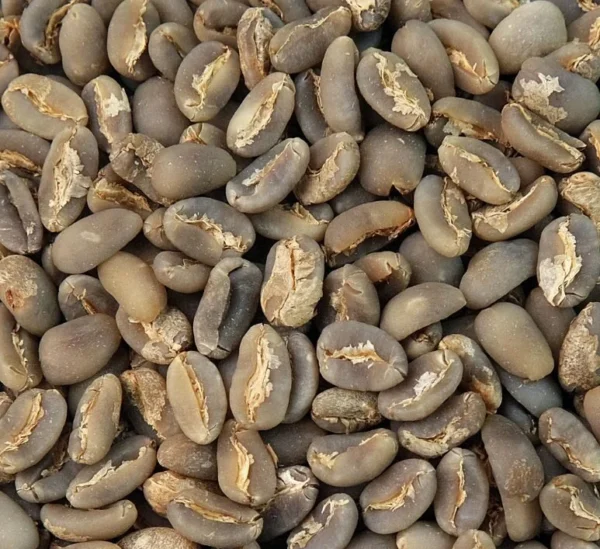 Gayo Long Berry