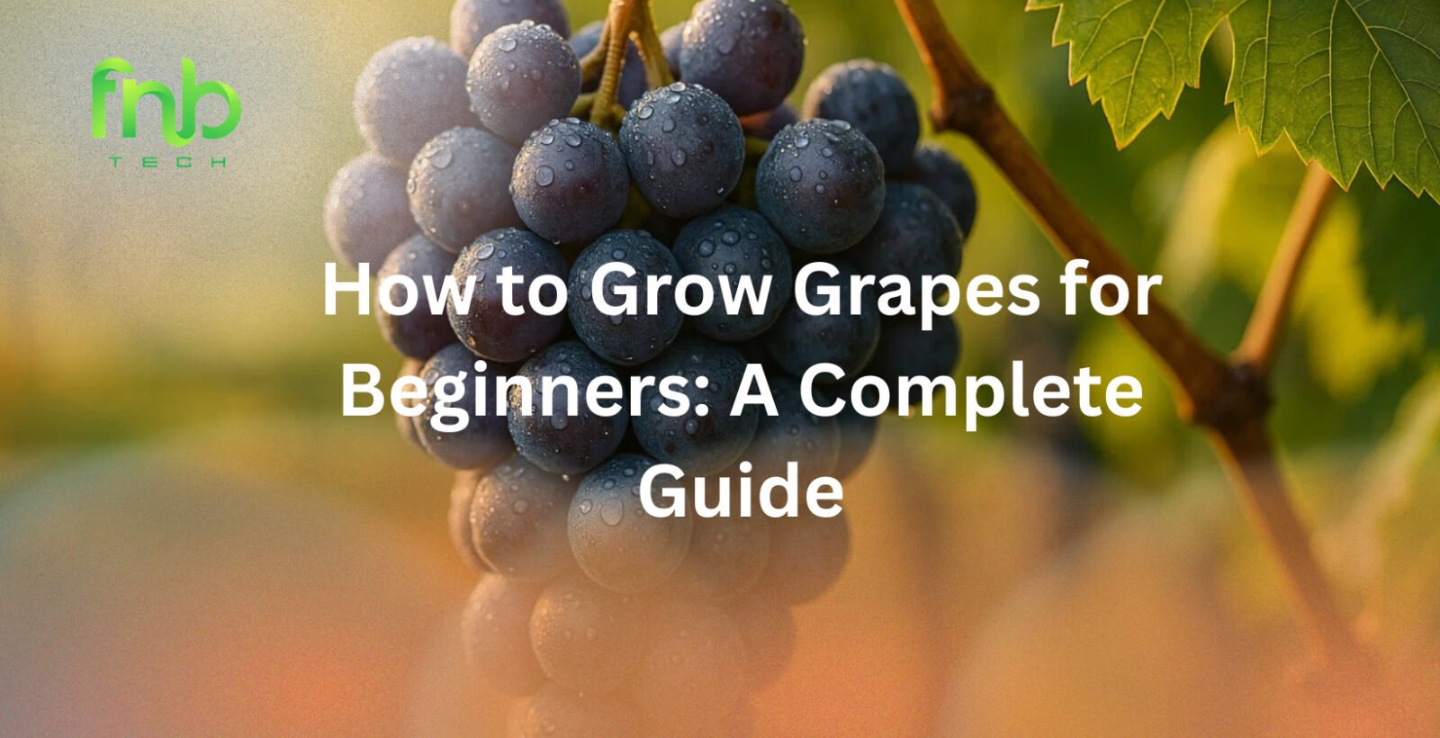 How to Grow Grapes for Beginners