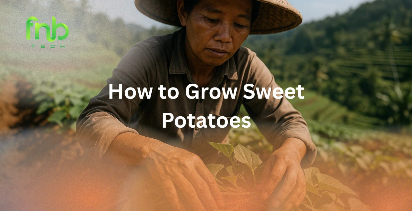 How to Grow Sweet Potatoes