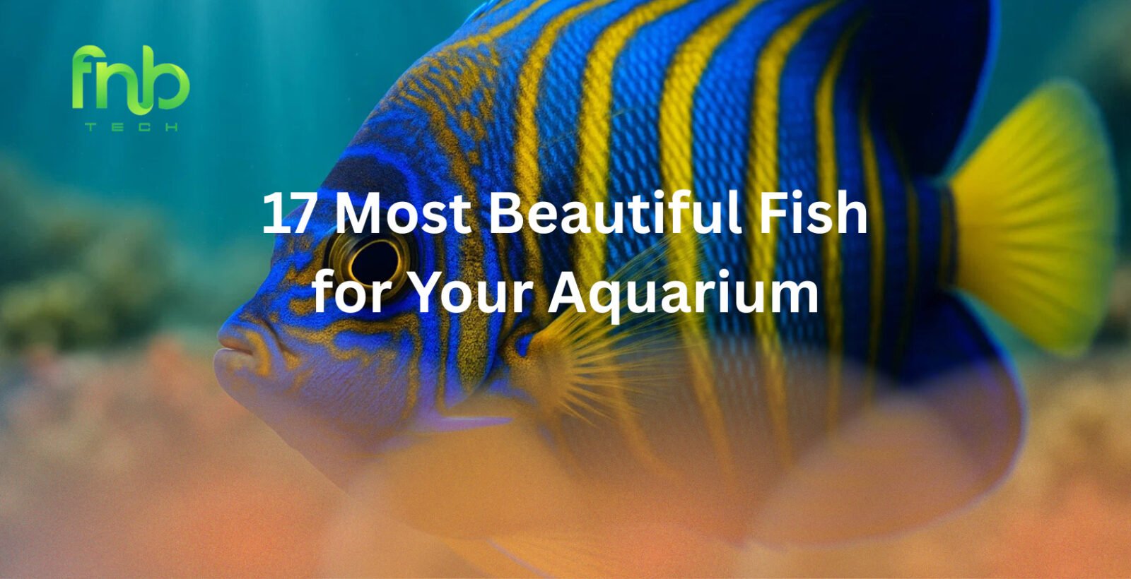 Most Beautiful Fish for Your Aquarium