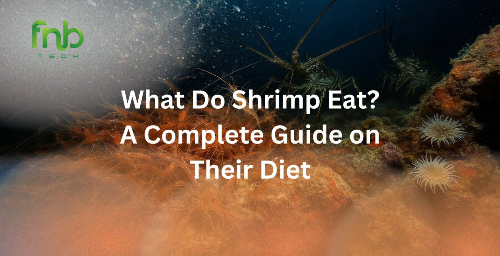 What Do Shrimp Eat
