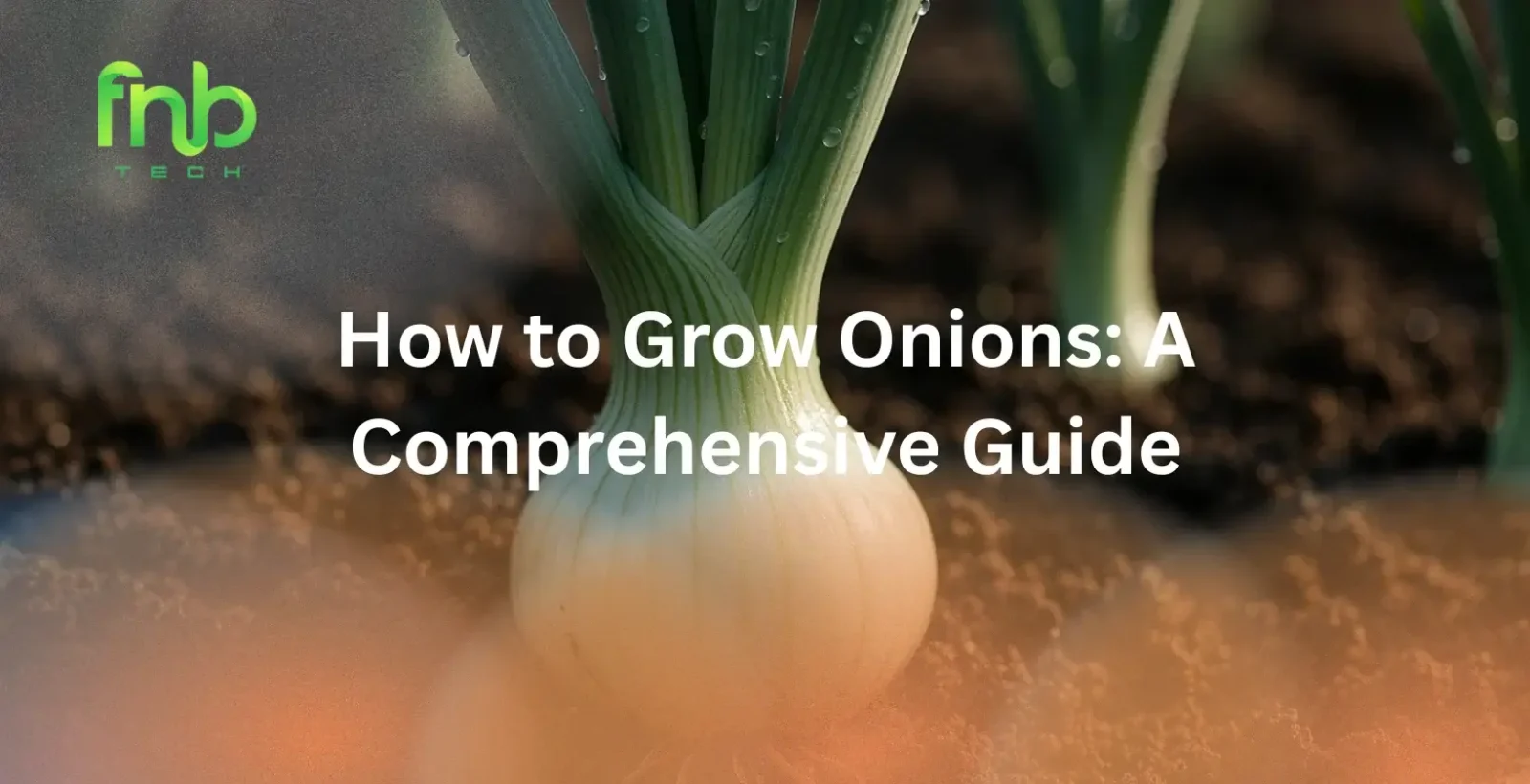 How to Grow Onions