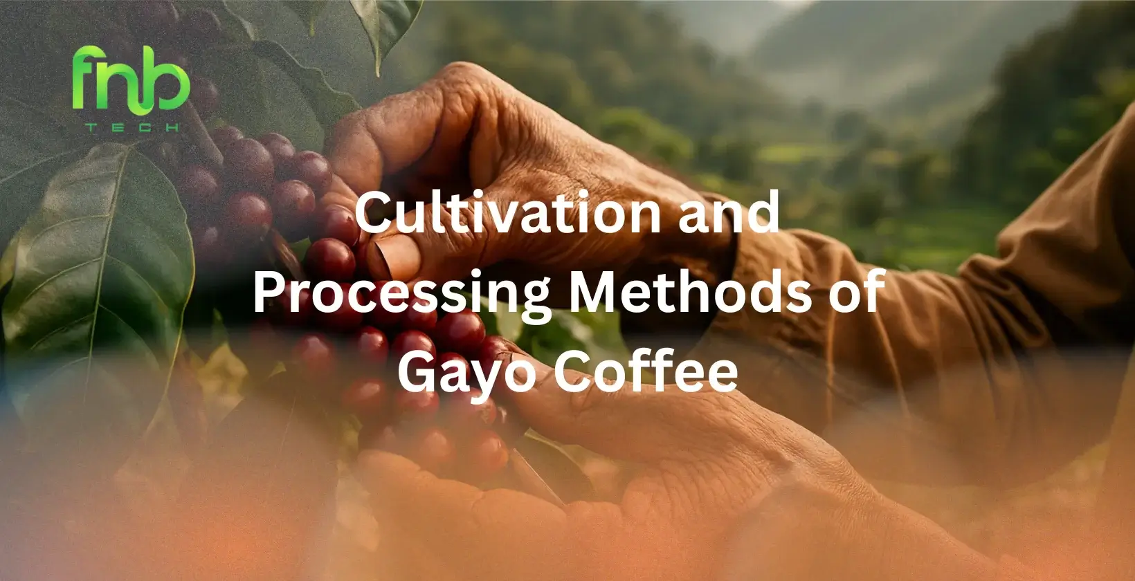 Cultivation and Processing Methods of Gayo Coffee