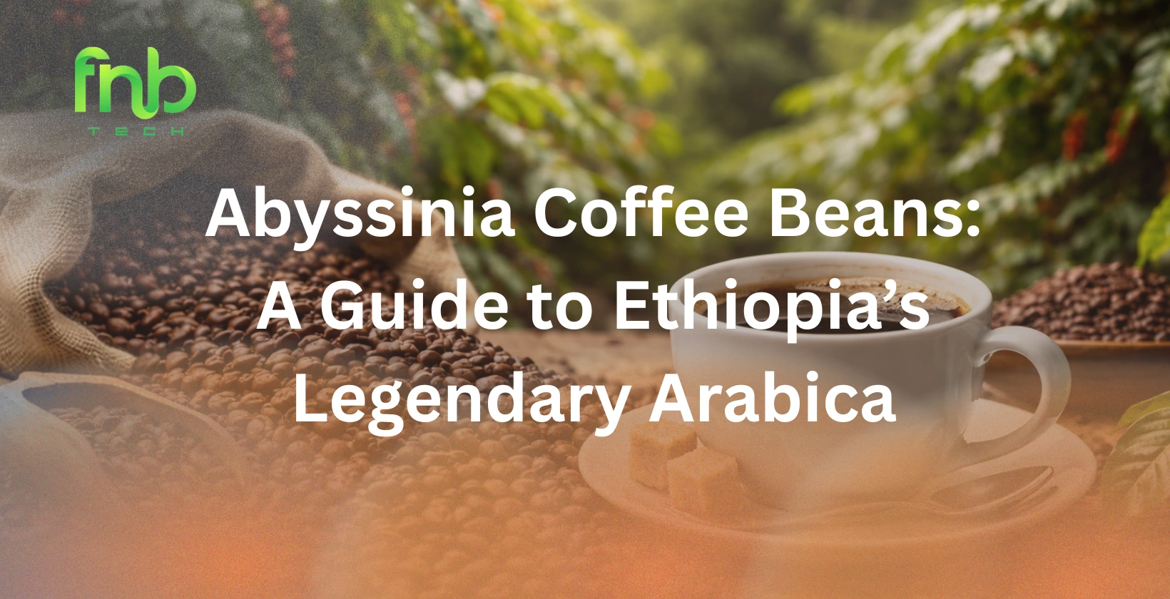 abyssinia coffee beans