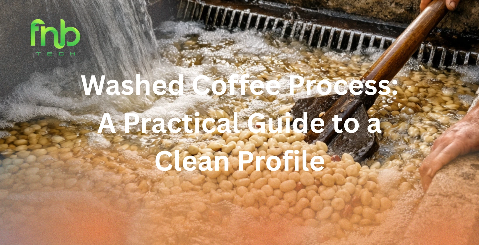 washed coffee process