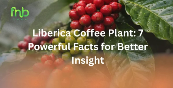 Liberica coffee plant