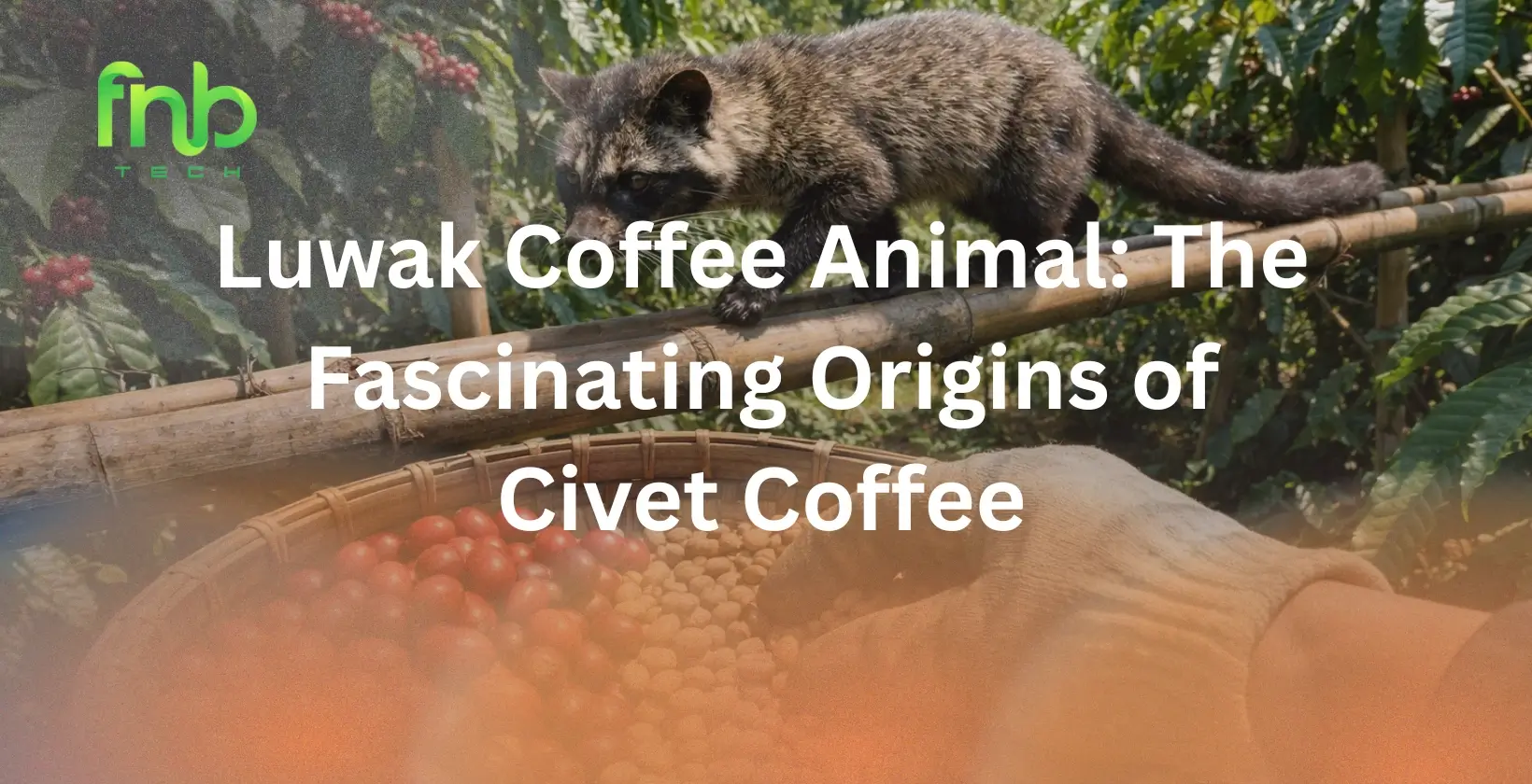 Luwak Coffee Animal