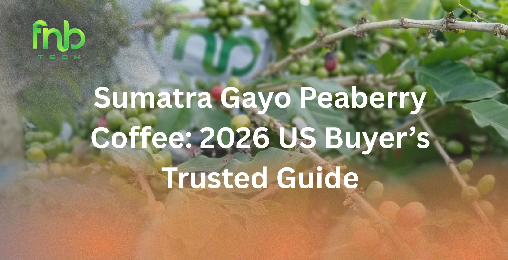 sumatra gayo peaberry coffee