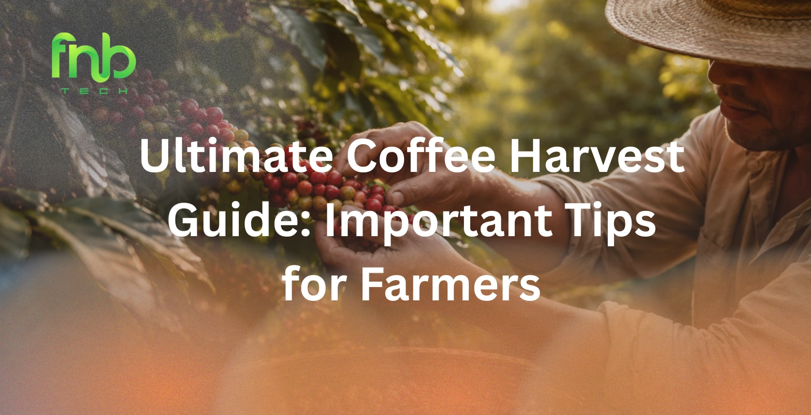 coffee harvest
