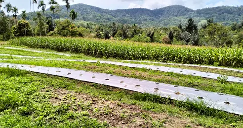 Pakpak Bharat agricultural land