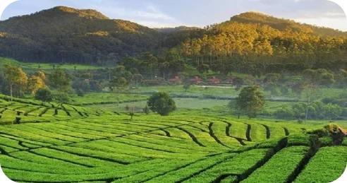 Bandung agricultural land