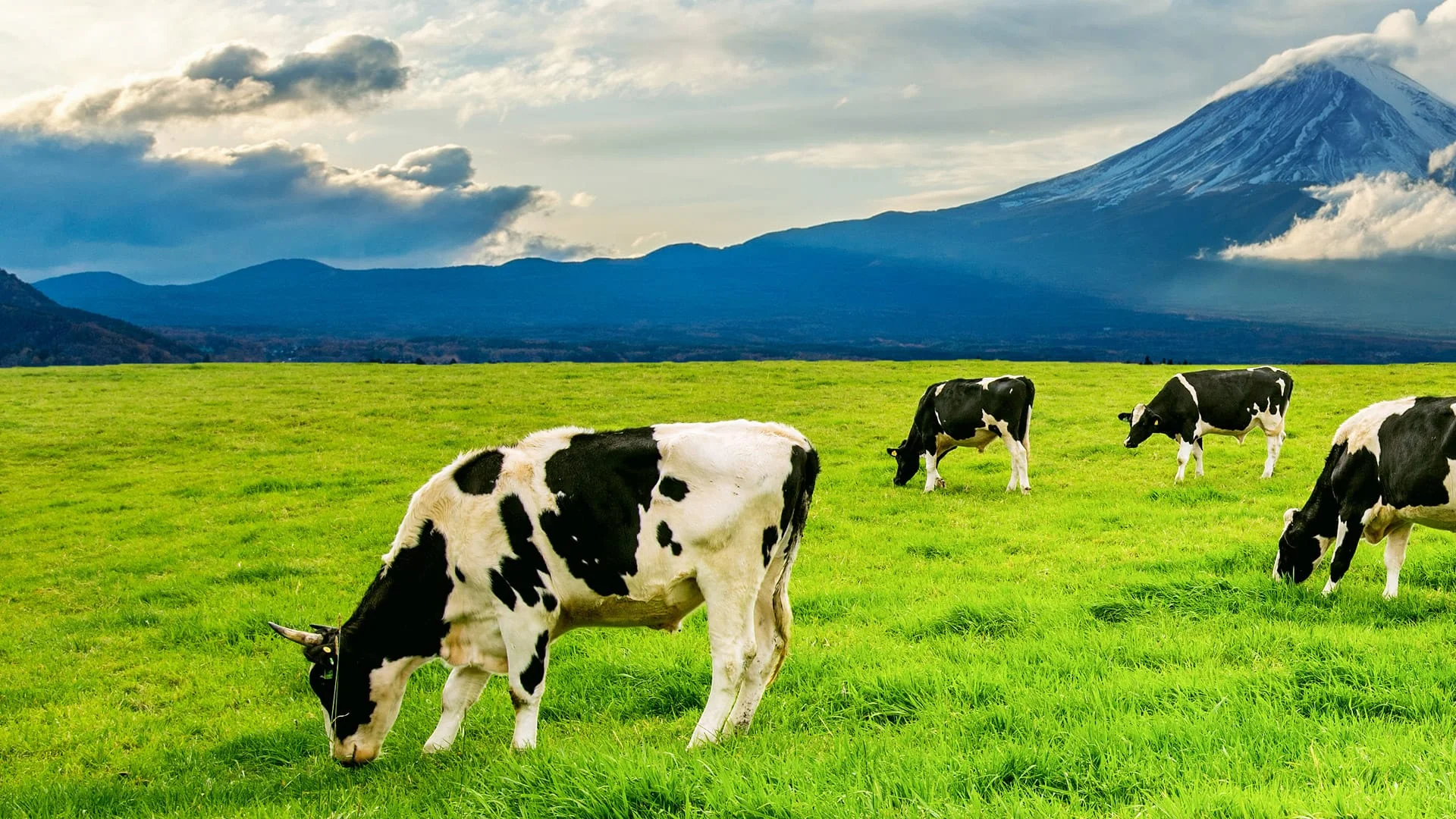 FnB Farm livestock land