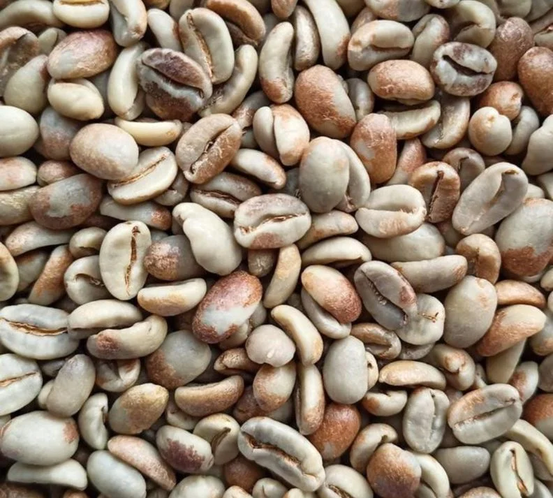 Gayo Honey Varietas Tim-Tim